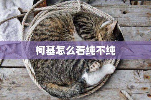 柯基怎么看純不純