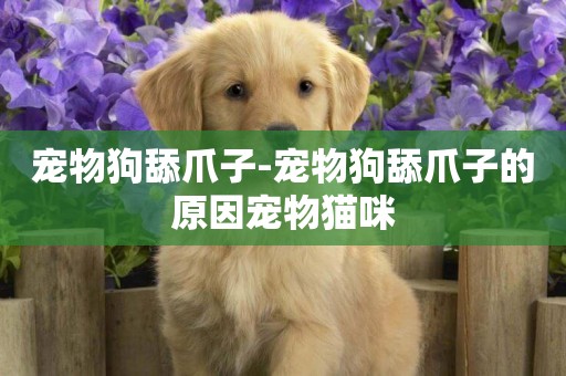 寵物狗舔爪子-寵物狗舔爪子的原因寵物貓咪