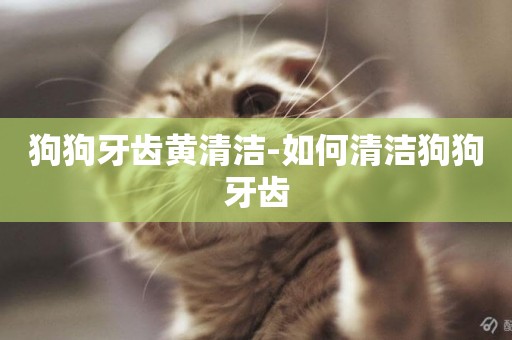 狗狗牙齒黃清潔-如何清潔狗狗牙齒