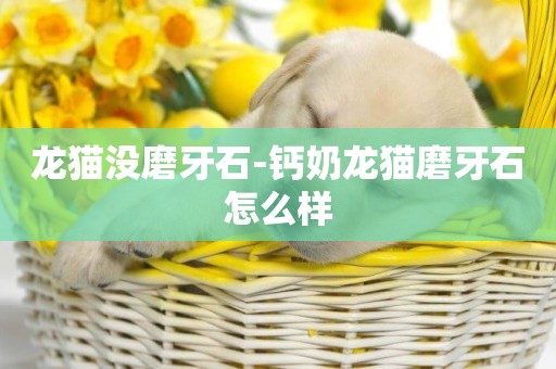 龍貓沒磨牙石-鈣奶龍貓磨牙石怎么樣