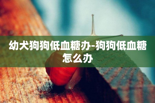 幼犬狗狗低血糖辦-狗狗低血糖怎么辦