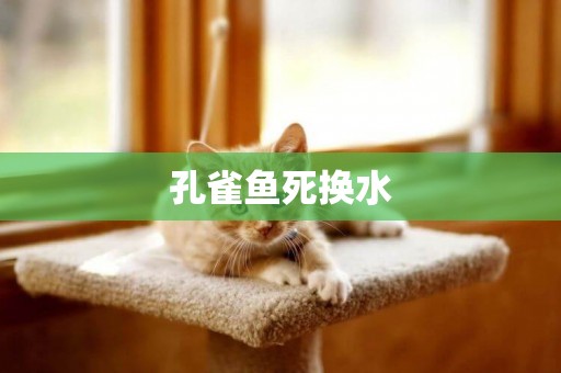 孔雀魚死換水