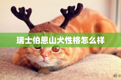 瑞士伯恩山犬性格怎么樣