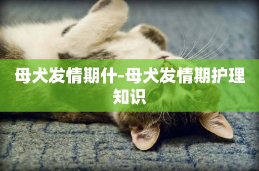 母犬發情期什-母犬發情期護理知識