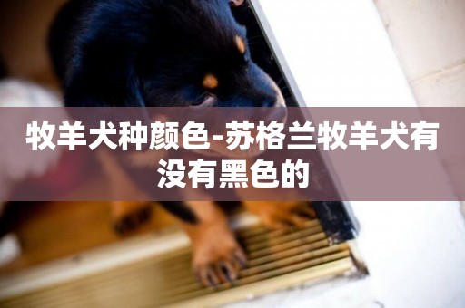牧羊犬種顏色-蘇格蘭牧羊犬有沒有黑色的