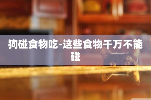 狗碰食物吃-這些食物千萬不能碰