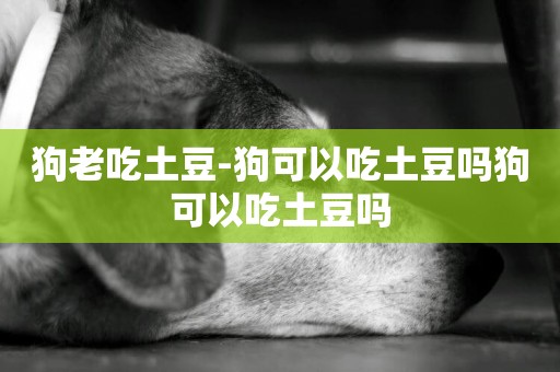 狗老吃土豆-狗可以吃土豆嗎狗可以吃土豆嗎
