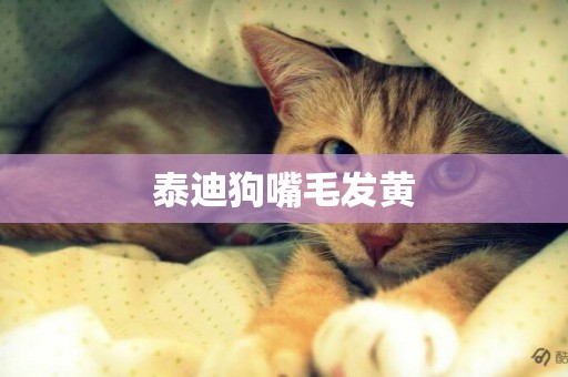 泰迪狗嘴毛發黃