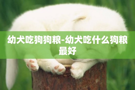 幼犬吃狗狗糧-幼犬吃什么狗糧最好