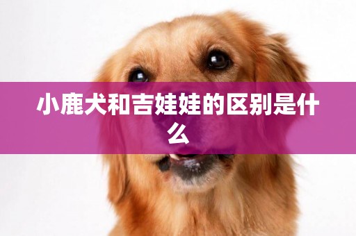 小鹿犬和吉娃娃的區別是什么
