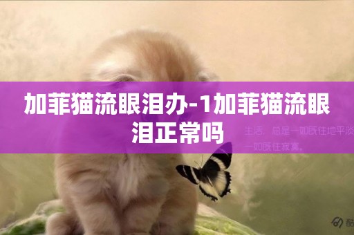 加菲貓流眼淚辦-1加菲貓流眼淚正常嗎