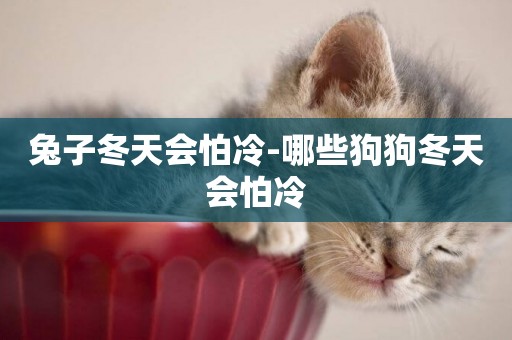 兔子冬天會怕冷-哪些狗狗冬天會怕冷