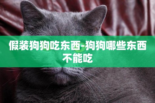假裝狗狗吃東西-狗狗哪些東西不能吃
