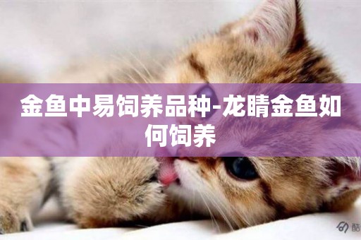 金魚中易飼養品種-龍睛金魚如何飼養