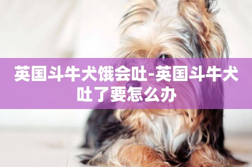 英國斗牛犬餓會吐-英國斗牛犬吐了要怎么辦
