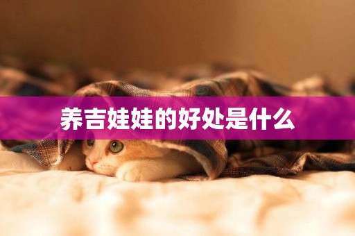 養吉娃娃的好處是什么