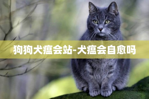 狗狗犬瘟會站-犬瘟會自愈嗎