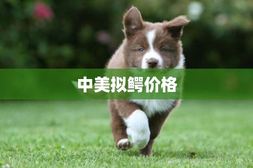 中美擬鱷價格