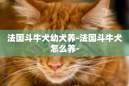 法國斗牛犬幼犬養-法國斗牛犬怎么養-