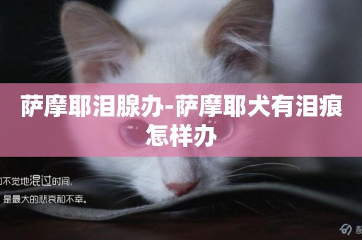 薩摩耶淚腺辦-薩摩耶犬有淚痕怎樣辦