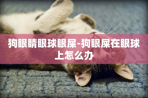 狗眼睛眼球眼屎-狗眼屎在眼球上怎么辦