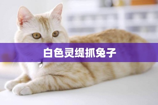 白色靈緹抓兔子