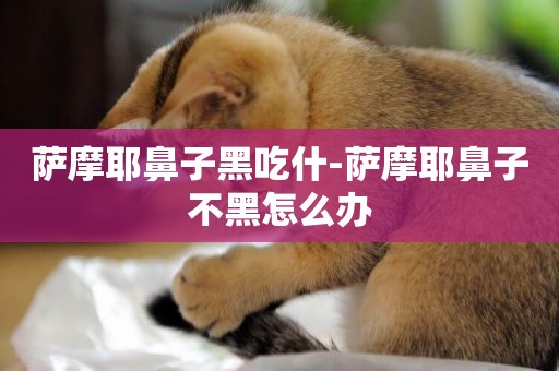 薩摩耶鼻子黑吃什-薩摩耶鼻子不黑怎么辦