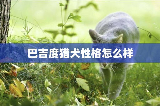 巴吉度獵犬性格怎么樣