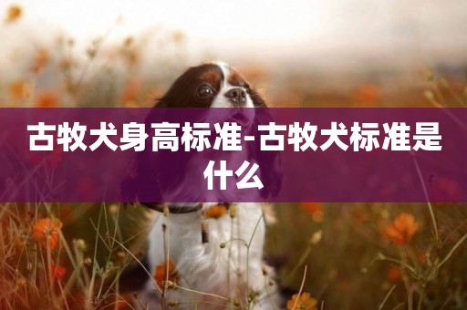 古牧犬身高標準-古牧犬標準是什么
