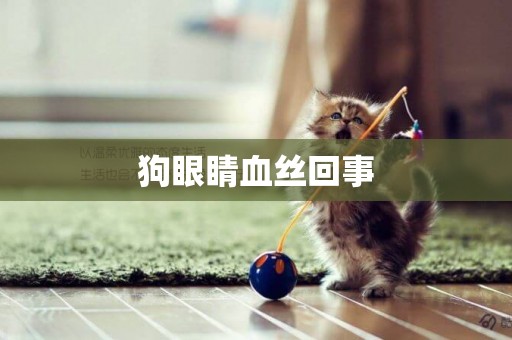 狗眼睛血絲回事