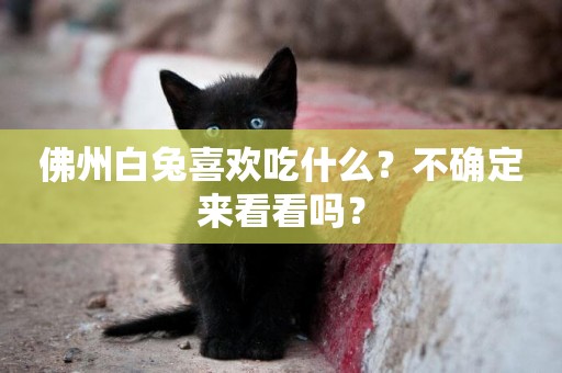 佛州白兔喜歡吃什么？不確定來看看嗎？