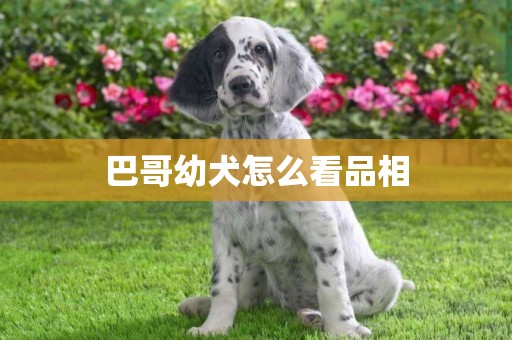 巴哥幼犬怎么看品相
