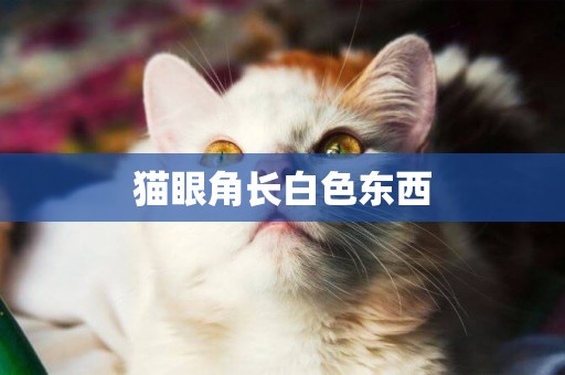 貓眼角長白色東西