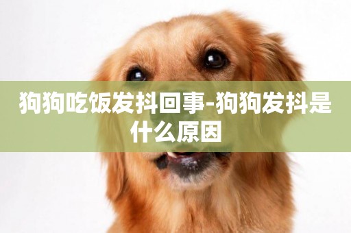 狗狗吃飯發抖回事-狗狗發抖是什么原因