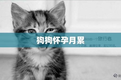 狗狗懷孕月累