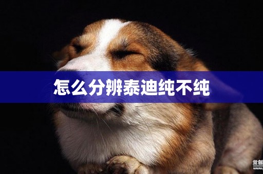 怎么分辨泰迪純不純