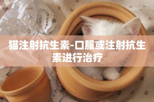 貓注射抗生素-口服或注射抗生素進行治療