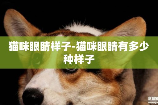 貓咪眼睛樣子-貓咪眼睛有多少種樣子