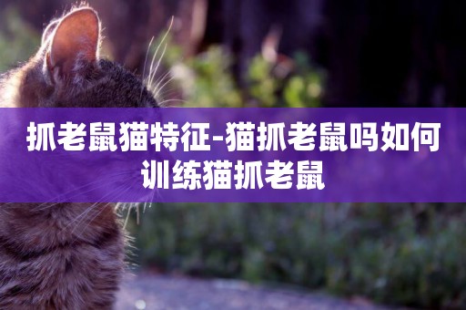抓老鼠貓特征-貓抓老鼠嗎如何訓練貓抓老鼠
