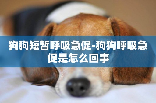狗狗短暫呼吸急促-狗狗呼吸急促是怎么回事