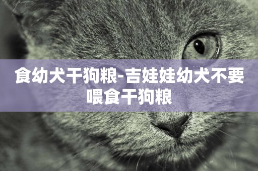 食幼犬干狗糧-吉娃娃幼犬不要喂食干狗糧