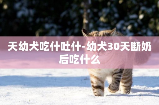 天幼犬吃什吐什-幼犬30天斷奶后吃什么