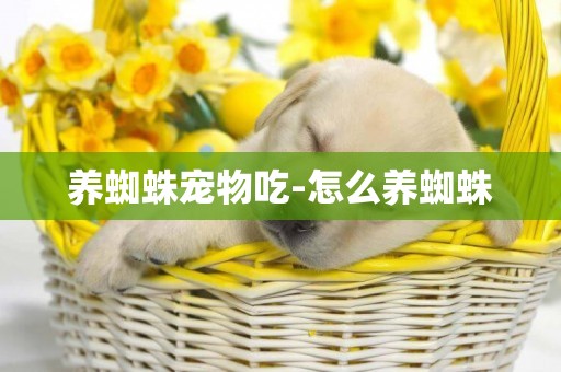 養蜘蛛寵物吃-怎么養蜘蛛