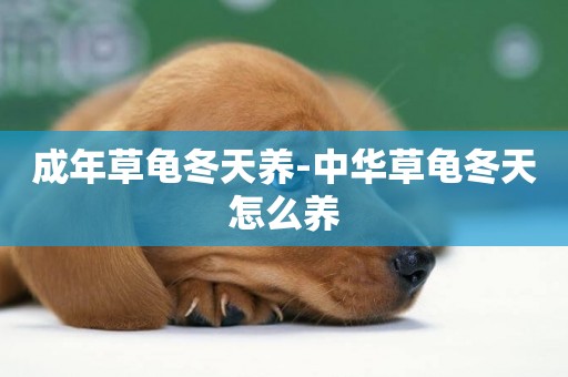 成年草龜冬天養-中華草龜冬天怎么養