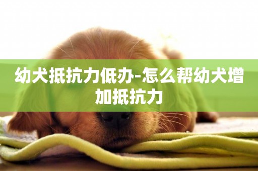 幼犬抵抗力低辦-怎么幫幼犬增加抵抗力