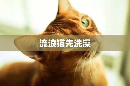 流浪貓先洗澡