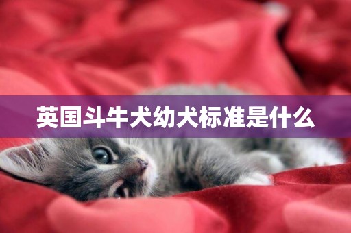英國斗牛犬幼犬標準是什么