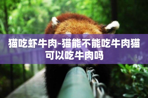 貓吃蝦牛肉-貓能不能吃牛肉貓可以吃牛肉嗎
