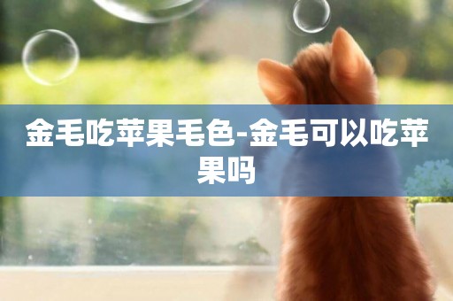 金毛吃蘋果毛色-金毛可以吃蘋果嗎
