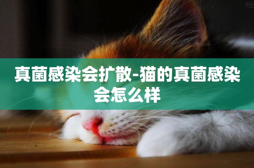 真菌感染會擴散-貓的真菌感染會怎么樣